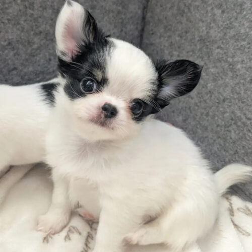Magnus-Male Chihuahua Puppies for Sale