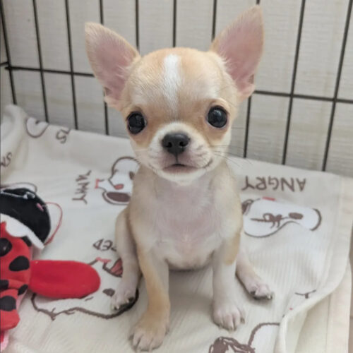 Isabella-Female Chihuahua Puppy For Sale