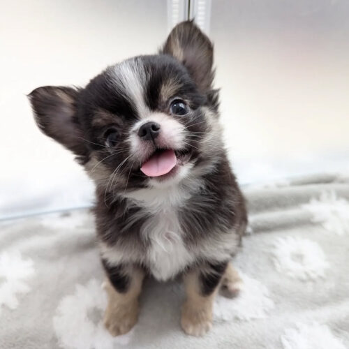Lucy-Female Chihuahua Puppy for sale