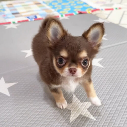 Milo-Male Chihuahua Puppy For Sale