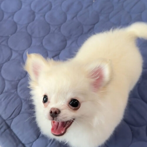Rosie-Female White Chihuahua Puppy for Sale