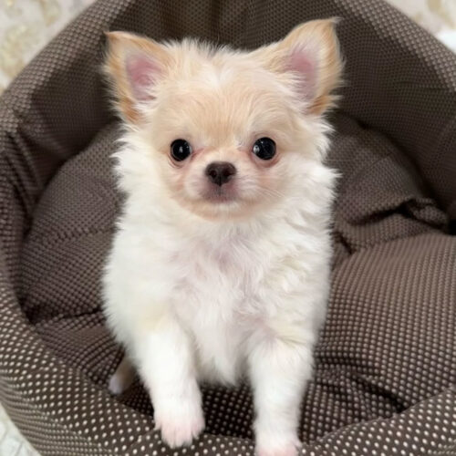 Luna-Male White 10 Weeks Chihuahua Puppy