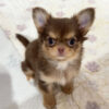 IMG_4498 Ruby- Male 9 Weeks Chihuahua Puppy For Sale