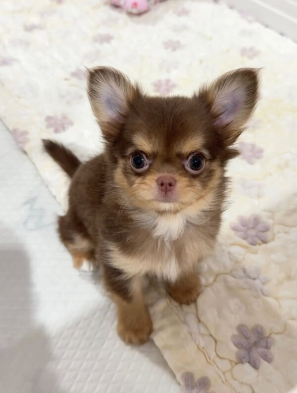 IMG_4498 Ruby- Male 9 Weeks Chihuahua Puppy For Sale