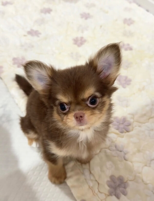 IMG_4499 Ruby- Male 9 Weeks Chihuahua Puppy For Sale