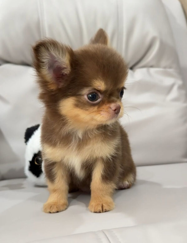 IMG_4502 Ruby- Male 9 Weeks Chihuahua Puppy For Sale