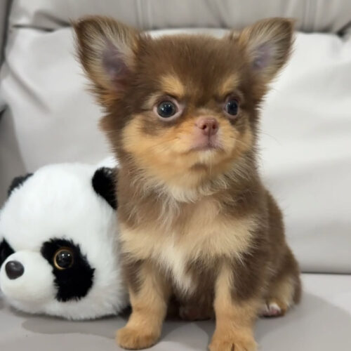 Ruby- Male 9 Weeks Chihuahua Puppy For Sale