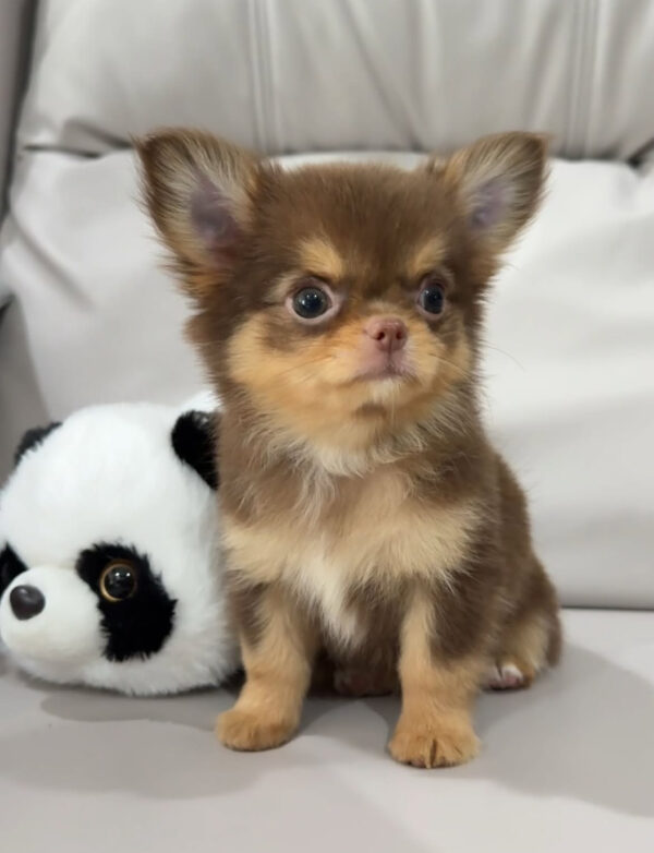 Ruby- Male 9 Weeks Chihuahua Puppy For Sale Ruby- Male 9 Weeks Chihuahua Puppy For Sale