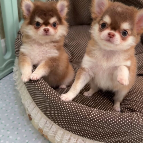 Mike and Matilda-Male & Female Chihuahua Puppies