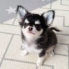 Chleo-Female 10 Weeks Chihuahua Puppy