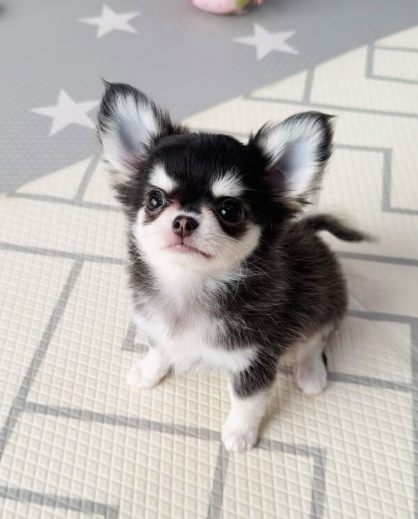 Chleo-Female 10 Weeks Chihuahua Puppy