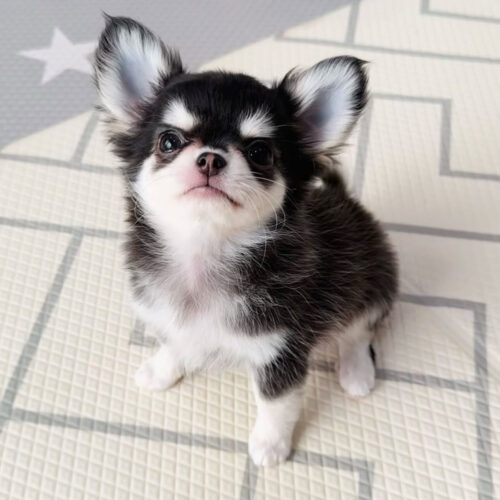 Chleo-Female 10 Weeks Chihuahua Puppy