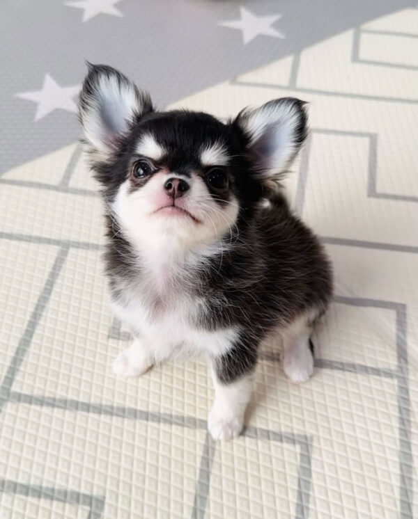 Chleo-Female 10 Weeks Chihuahua Puppy