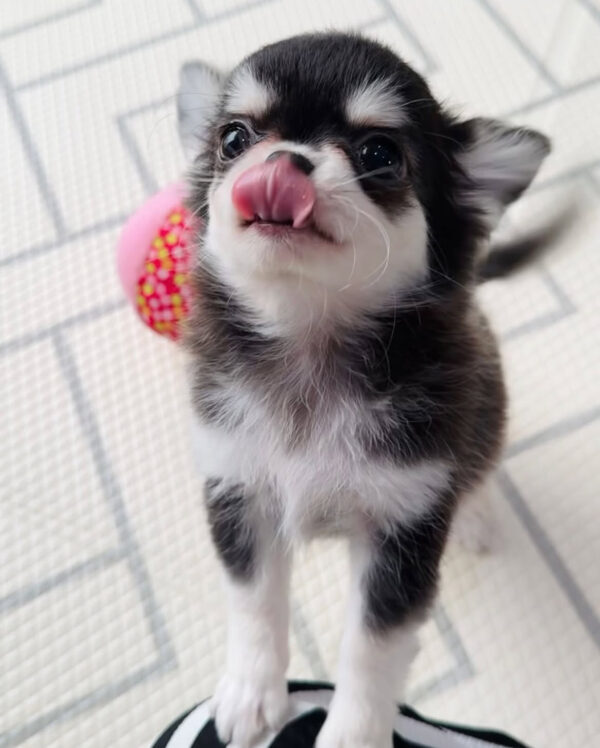 Chleo-Female 10 Weeks Chihuahua Puppy