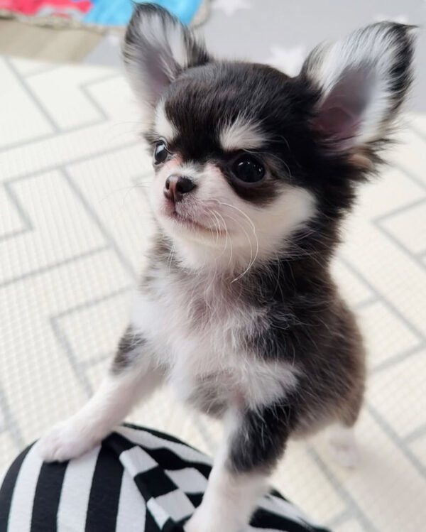 Chleo-Female 10 Weeks Chihuahua Puppy