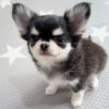 Chleo-Female 10 Weeks Chihuahua Puppy