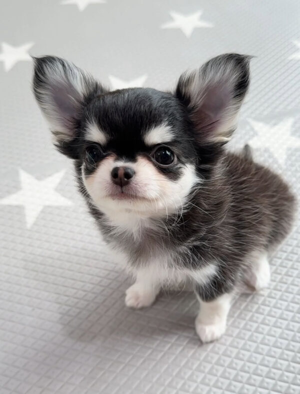 Chleo-Female 10 Weeks Chihuahua Puppy