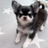 Chleo-Female 10 Weeks Chihuahua Puppy