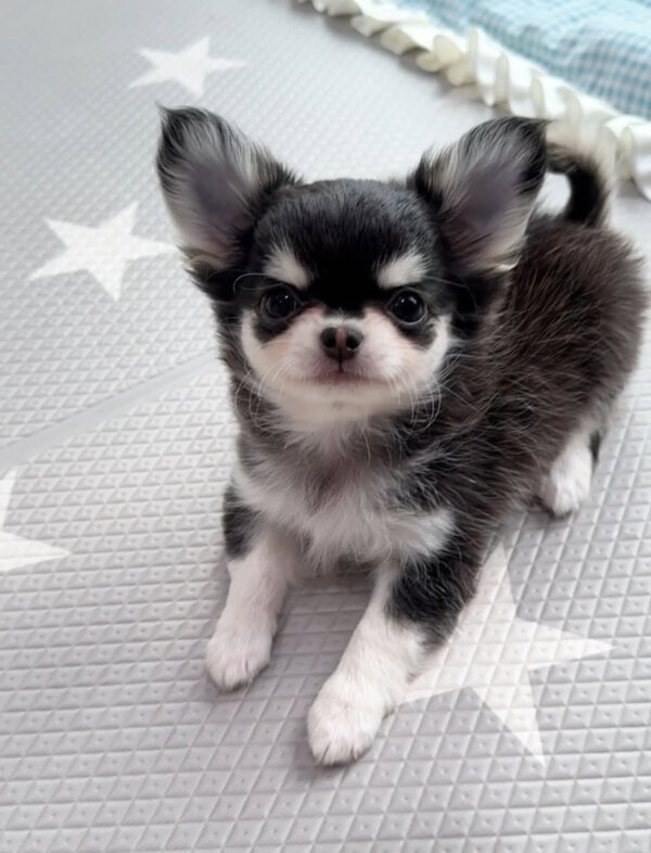 Chleo-Female 10 Weeks Chihuahua Puppy