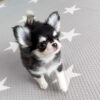 Chleo-Female 10 Weeks Chihuahua Puppy