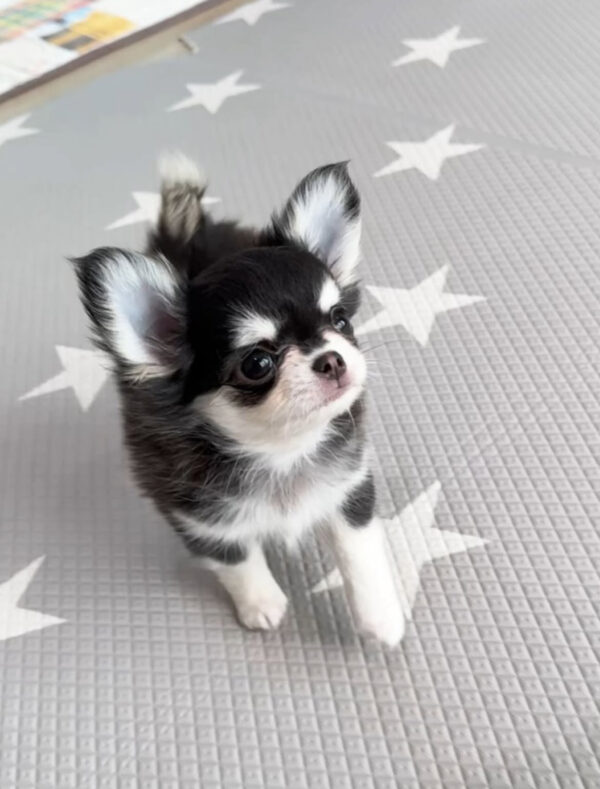 Chleo-Female 10 Weeks Chihuahua Puppy