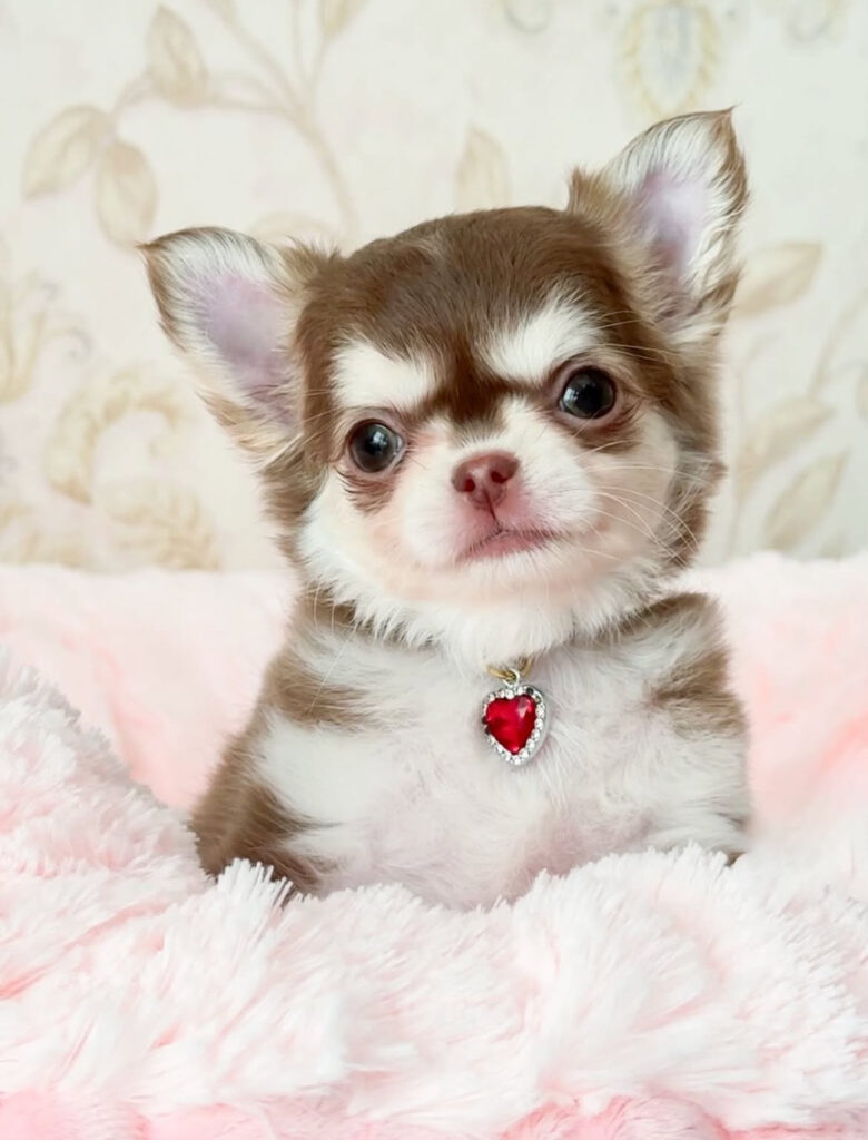 Chihuahua for sale