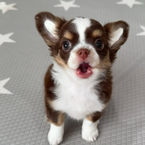 Charlie-Male Chihuahua Puppies for sale