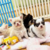 Chihuahua Puppies Available for New Homes 2024