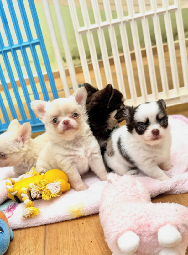 Chihuahua Puppies Available for New Homes 2024
