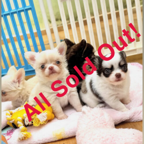 Chihuahua Puppies Available for New Homes 2024