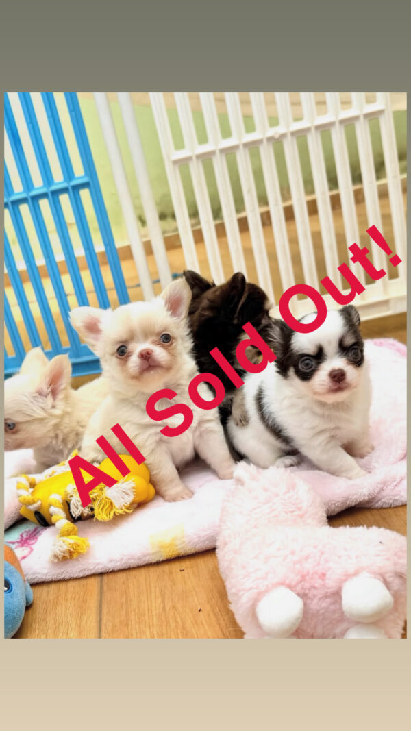 Chihuahua Puppies Available for New Homes 2024